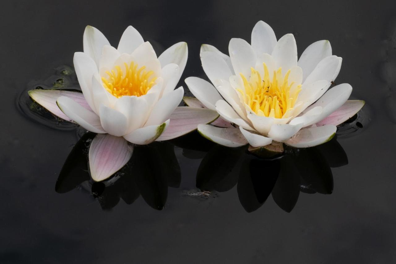 Lily - Sunny Flowers Apartments Łukęcin Zewnętrze zdjęcie