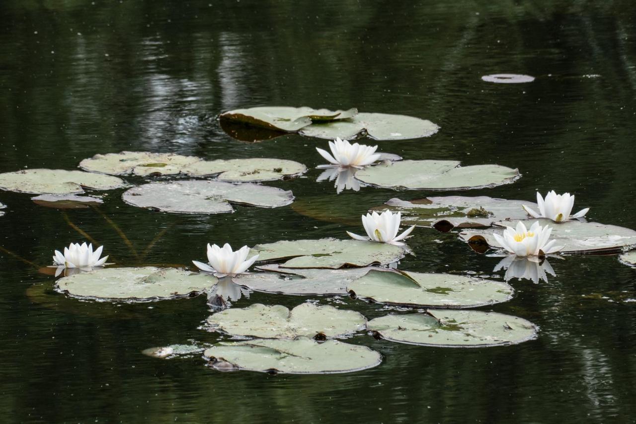 Lily - Sunny Flowers Apartments Łukęcin Zewnętrze zdjęcie